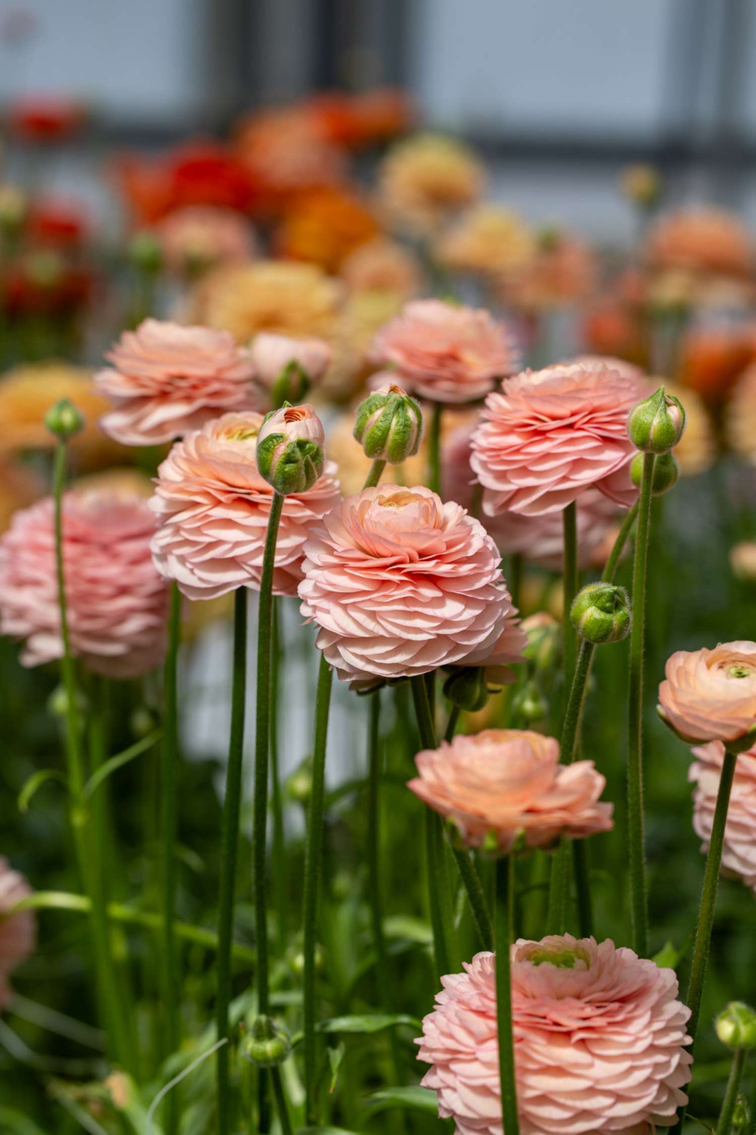 Renoncule 'Elegance® Salmon'